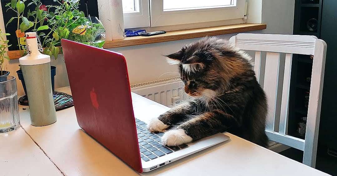 eine Katze arbeitet konzentriert an einem Computer