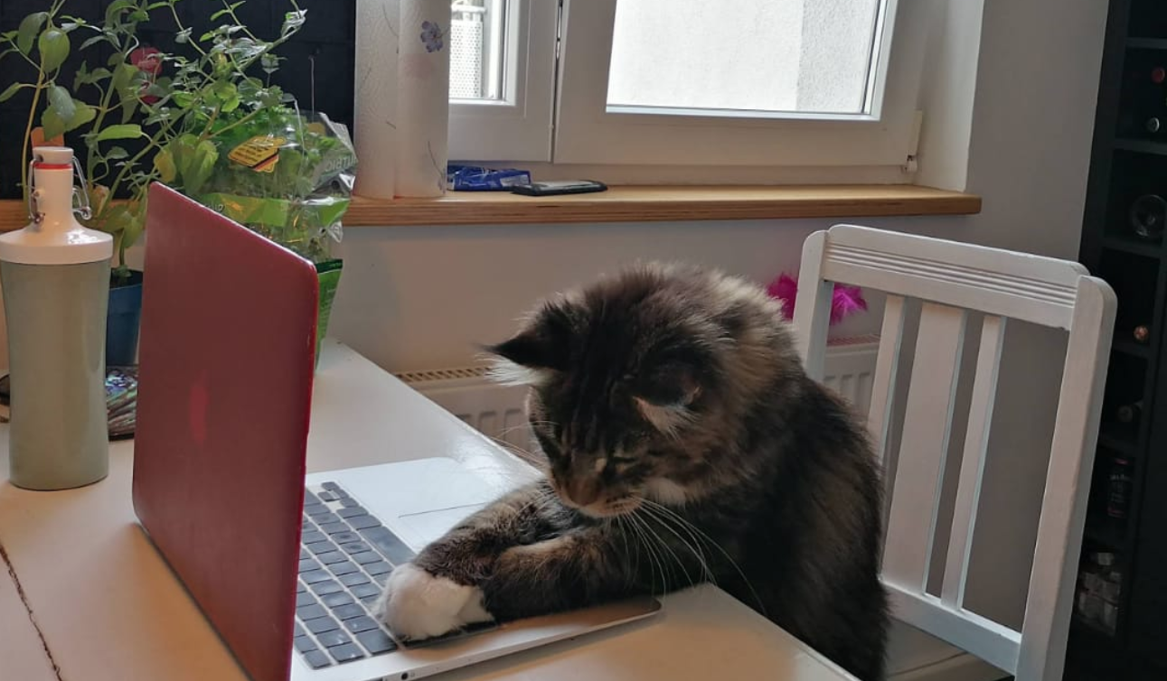 Eine Katze versucht sich an einem Laptop